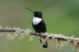 Abren concurso para hacer avistamiento de aves desde la casa, en Bogotá