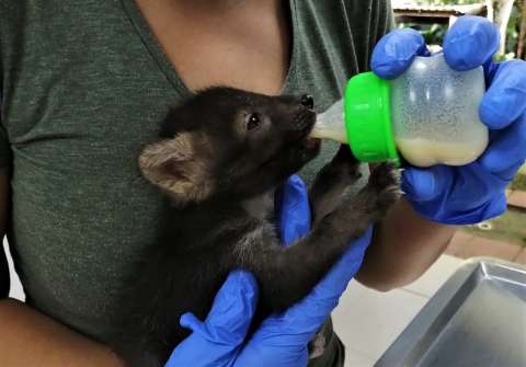 407 animales silvestres han sido recuperados en el Huila en el 2020