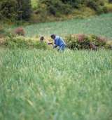 Corte Constitucional deja control sobre las tierras en manos de jueces civiles