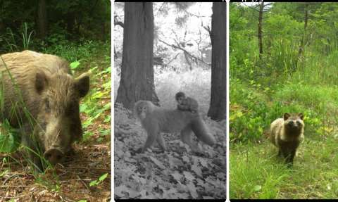 Con presencia de jabalíes y macacos: así continúa la vida tras el accidente de Fukushima