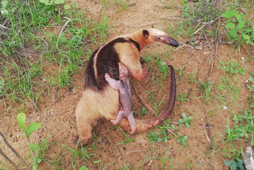 Esta especie tiene hábitos nocturnos y arbóreos, es insectívoro especialista y su dieta se basa principalmente de hormigas y termitas.