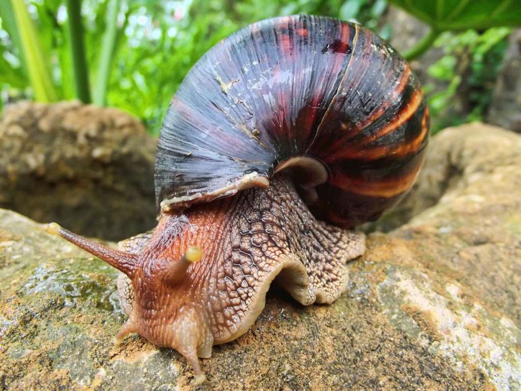 CARACOL AFRICANO