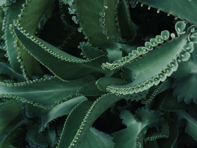 La Kalanchoe daigremontiana, conocida como aranto, madre de miles o espinazo del diablo, es una suculenta originaria de Madagascar reconocida por su capacidad de producir pequeñas plántulas en los bordes de sus hojas, lo que facilita su rápida reproducción. Puede alcanzar hasta 1,5 metros de altura y presenta hojas verdes carnosas con manchas púrpuras y flores tubulares de tonos rosados o anaranjados. Es una planta resistente y fácil de cuidar, apreciada tanto por su valor ornamental como por sus usos tradicionales en la medicina natural.