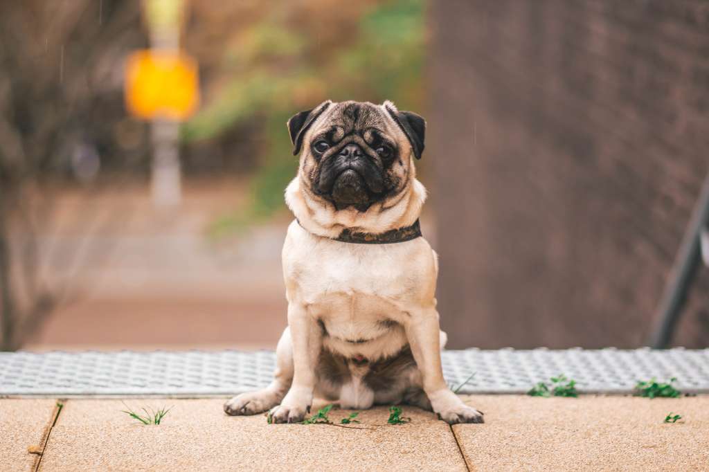 Perros Pug características y personalidad de esta raza de perro
