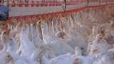 ICA suspende importación de aves desde Brasil por gripe aviar, que avanza en el mundo