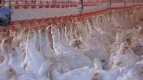ICA suspende importación de aves desde Brasil por gripe aviar, que avanza en el mundo