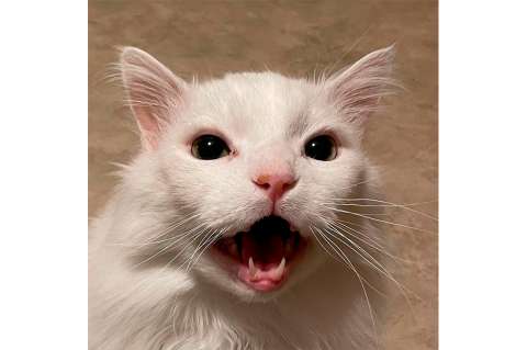 Muere Thurston Waffles, el gato que se volvió viral por sus maullidos