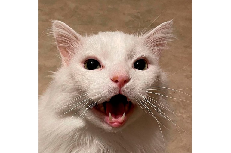 Muere Thurston Waffles, el gato que se volvió viral por sus maullidos