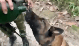 Este es Alan, el valiente perrito que logró identificar 34 explosivos en Casanare