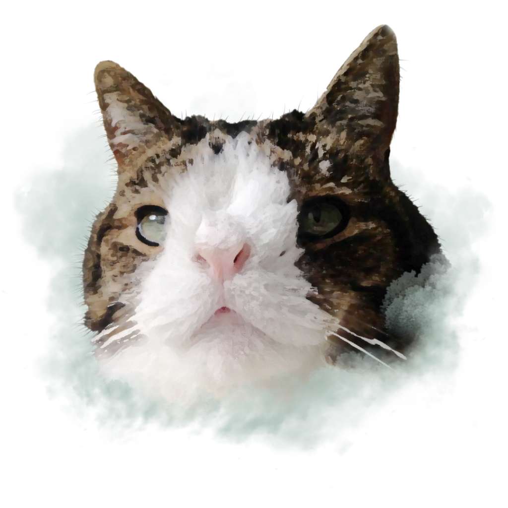 Monty, uno de los gatos más famosos por, supuestamente, tener síndrome de down, es toda una estrella en redes sociales.