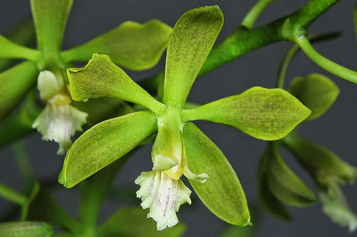 Investigadores de la Universidad del Valle descubrieron la especie Encyclia Parkeri. / elpaís.com.co