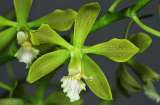 Descubren nueva especie de orquídea