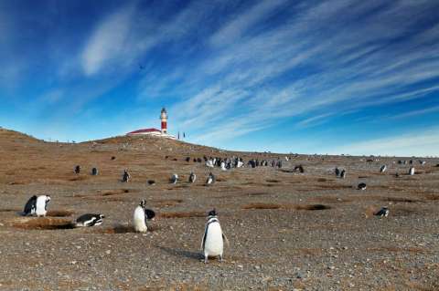 Tierra de pingüinos