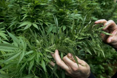 Empresa canadiense busca catadores de marihuana
