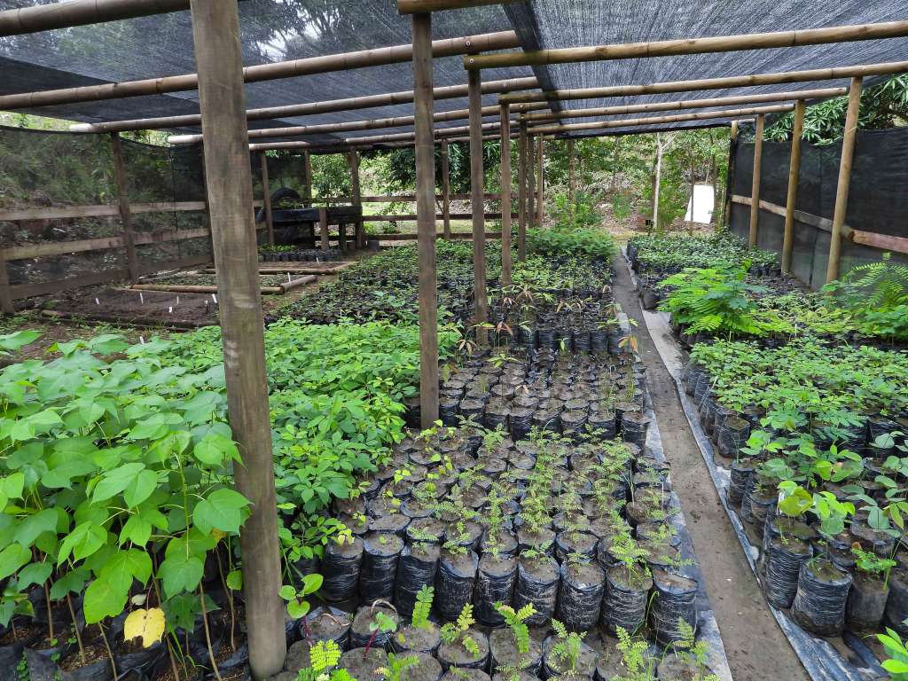 Proceso de crecimiento en el vivero de las diferentes especies que harán parte de Bosque El Espectador.