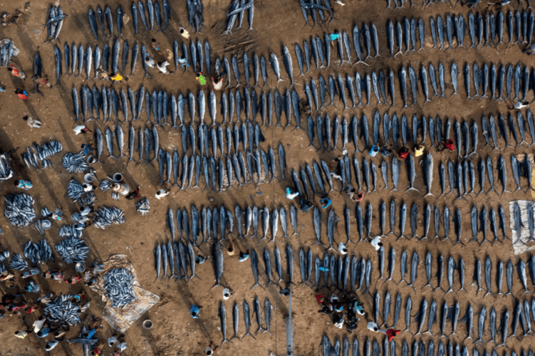 La captura de un día: Mannepuri se sorprendió al ver tantos marlines y peces vela recién capturados en un solo lugar, en Kakinada, Andhra Pradesh. Para demostrar la magnitud del mercado de pescado, utilizó un dron para obtener una vista de pájaro.