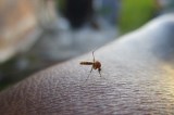 Dengue en embarazo puede causar problemas neurológicos en bebés