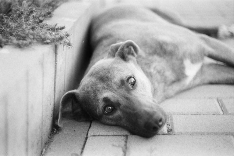 Si los perros callejeros no son adoptados, serán sacrificados: polémica por ley en Turquía