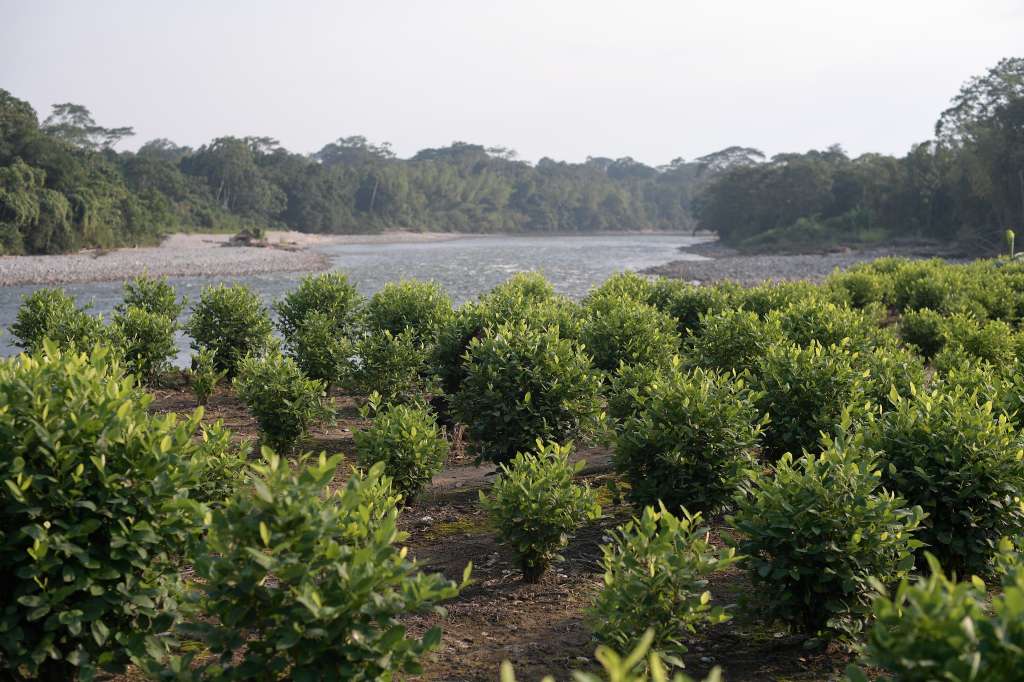 Plantación de hoja de Coca.