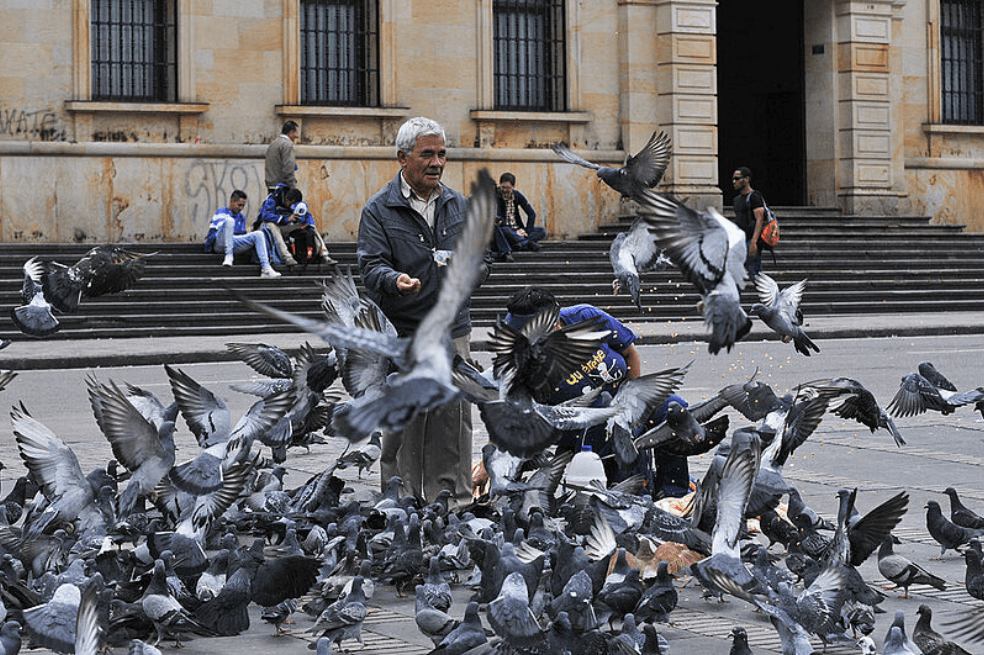 Se estima que nueve de cada 10 palomas de la Plaza Bolívar están infectadas con el parásito Haemoproteus columbae, un género hermano del Plasmodium, que transmite la malaria en humanos, macacos y otros vertebrados. / Unimedios