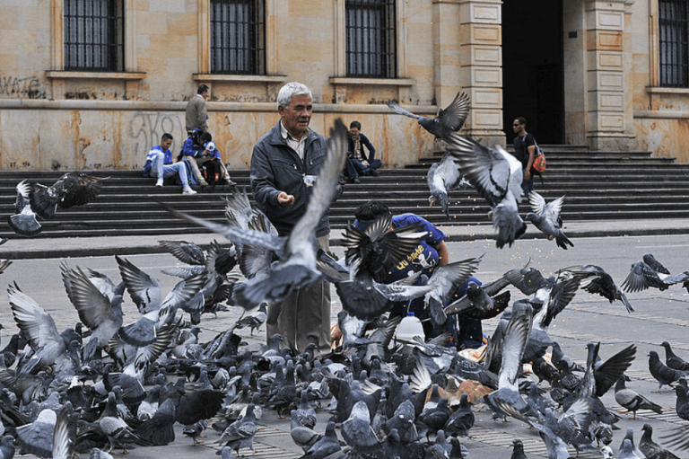 Caracterizan el genoma de un parásito de aves relacionado con la malaria