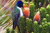 Este colibrí acaba de ser descubierto y está en peligro de extinción