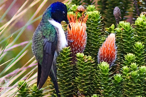 Este colibrí acaba de ser descubierto y está en peligro de extinción