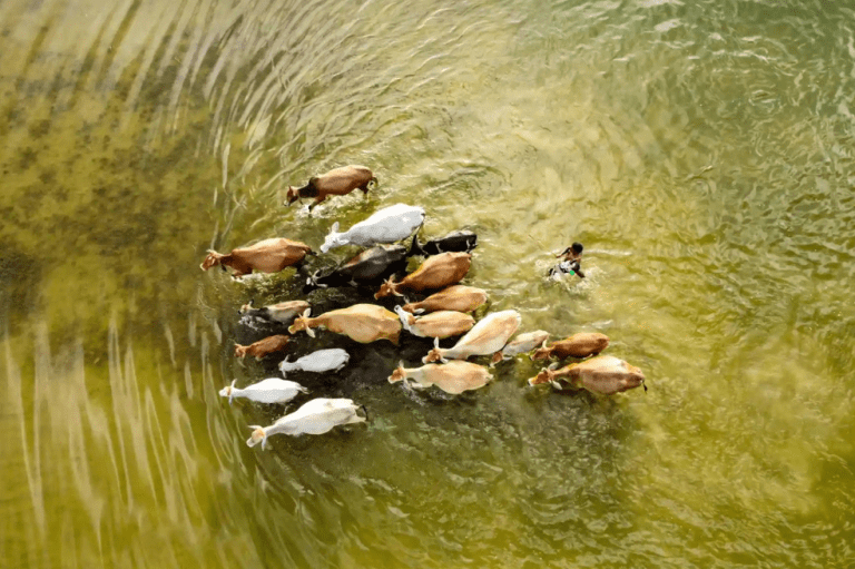 Categoría Fotógrafo del año juvenil
Solayman Hossain retrata el momento en el que un granjero y sus vacas se ven obligados a caminar a través del agua de una inundación para encontrar comida.