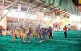 Con Feria del Cebú y Festival de globos regresa Expomalocas a Villavicencio