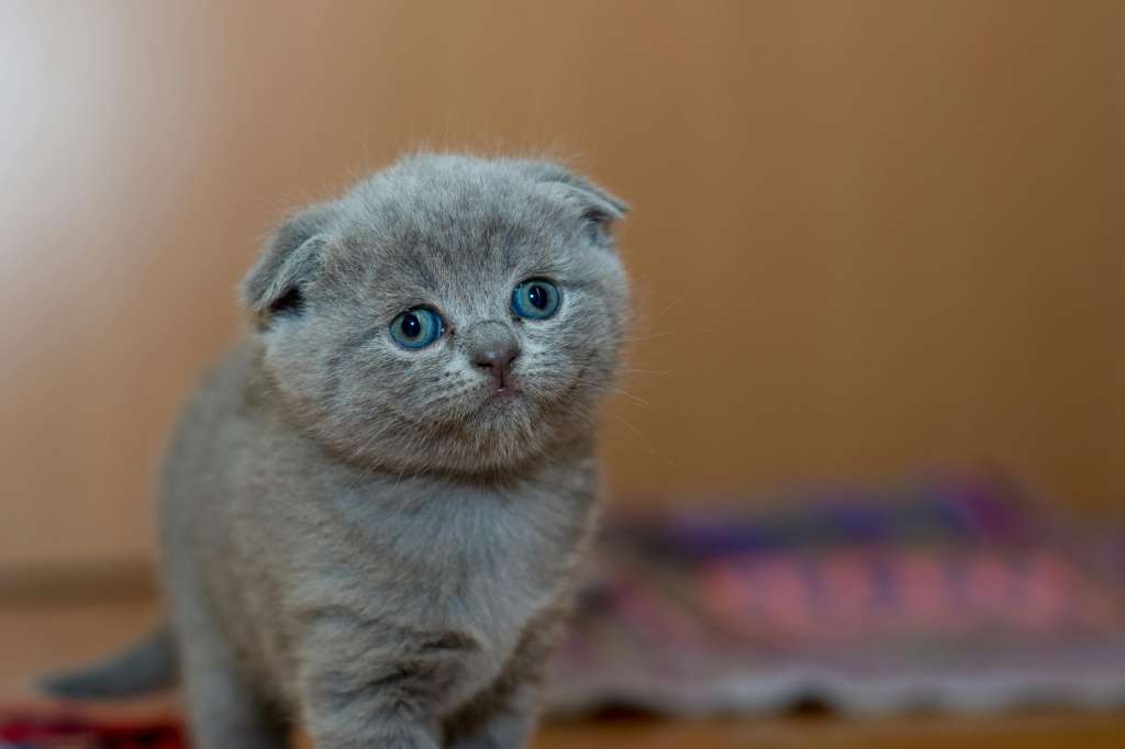 Cosas que lastiman a los gatos y quizá no sabía