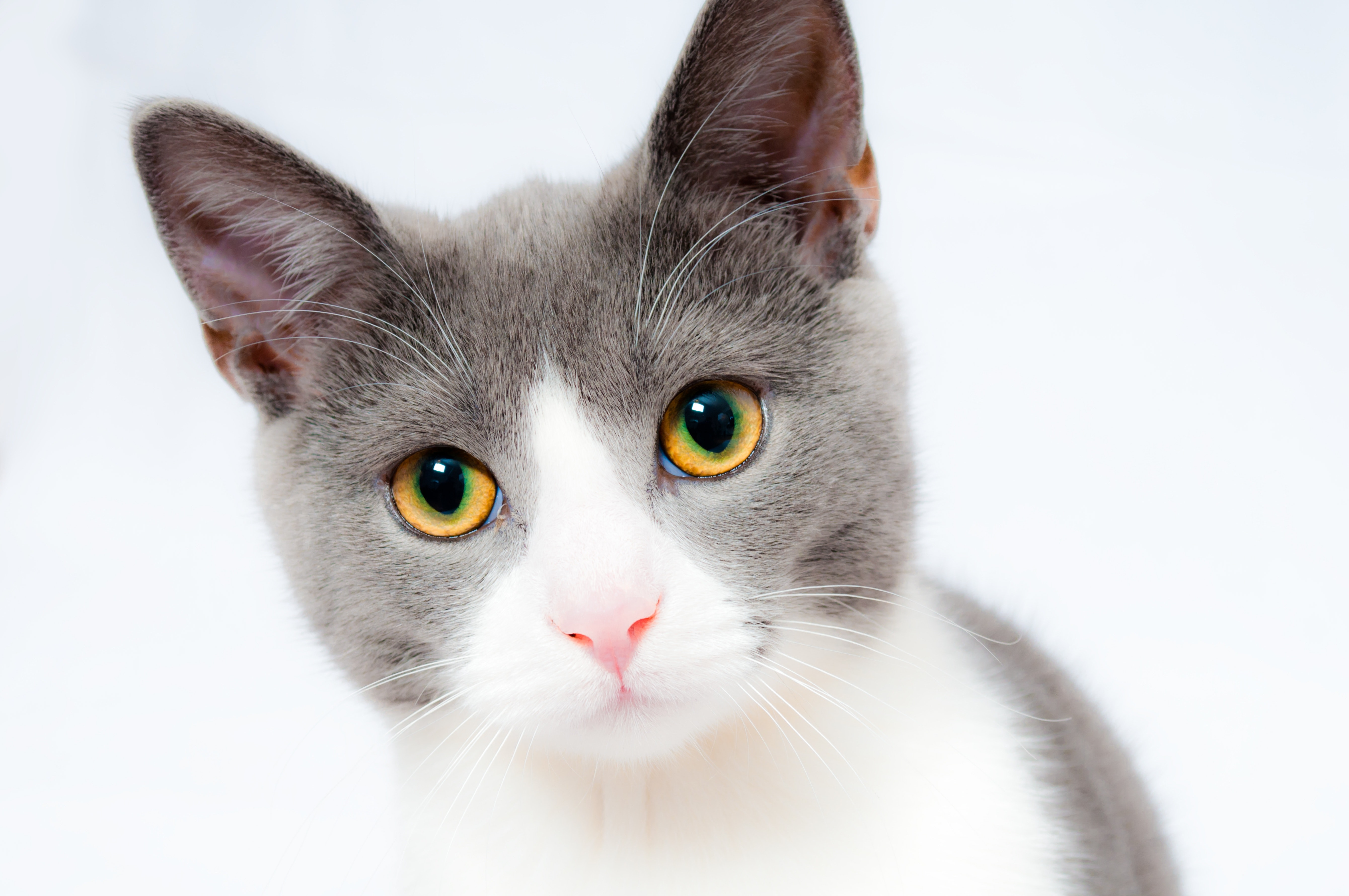 Gato