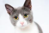 ¿Cómo ganarse la confianza de un gato callejero?