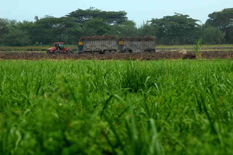 La SIC tiene abiertas investigaciones por posibles acuerdos de precios en el azúcar en Colombia. / Archivo - El Espectador