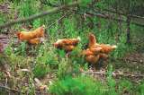 Gallinas libres de jaulas: El debate de productores y consumidores de huevo