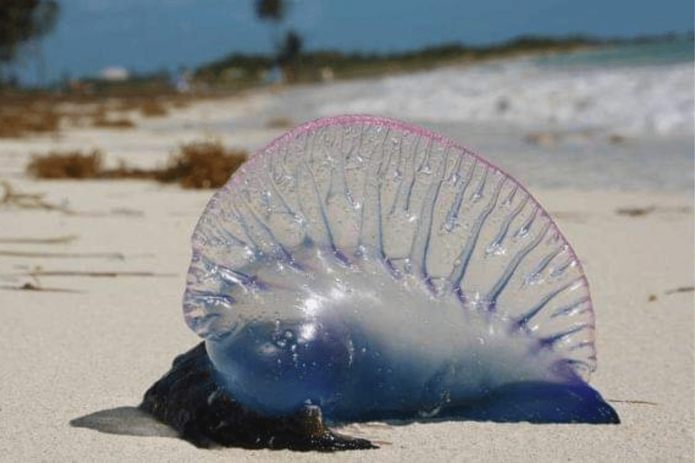 Carabela portuguesa (Physalia physalis), también conocida como fragata portuguesa, agua mala, botella azul o falsa medusa.