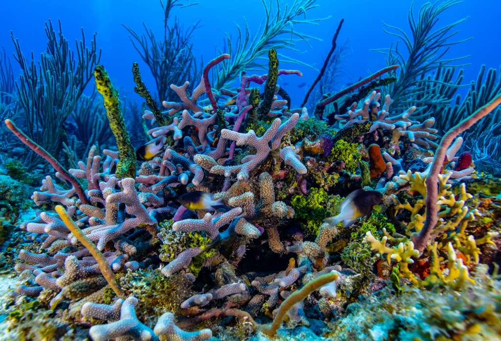 Colombia. April 2022. The remote reefs in the northernmost region of the Seaflower Biosphere Reserve are under-explored areas with some of the best-preserved coral reefs in the Caribbean Sea.Los remotos arrecifes de la región más septentrional de la Reserva de la Biosfera de Seaflower son zonas poco exploradas con algunos de los arrecifes de coral mejor conservados del Mar Caribe.