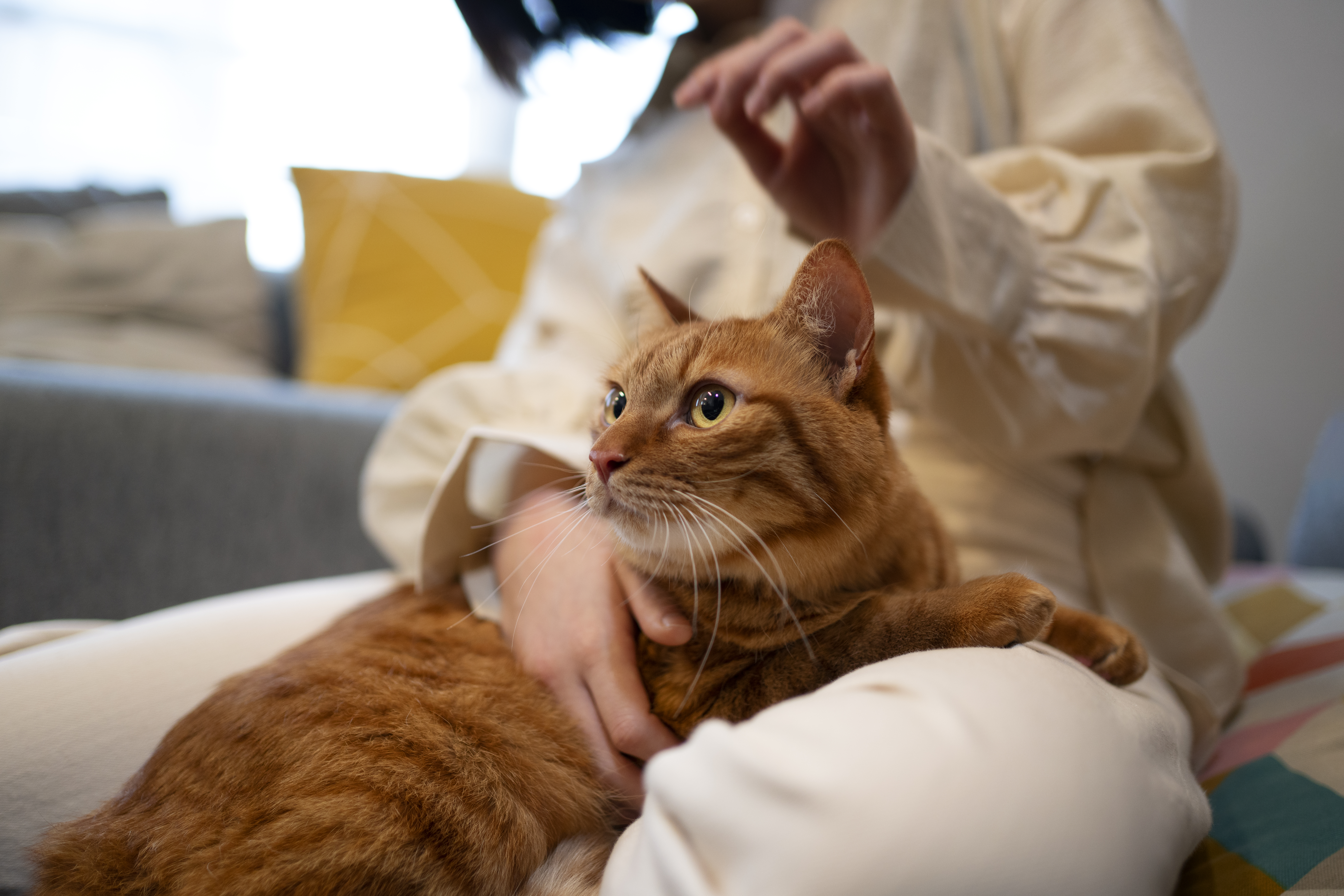 Cuando un gato cambia de entorno, lo mejor es dejarlos ir a su ritmo y que se acerquen en la medida que quieran a las nuevas personas. Atosigarlos puede generar estrés o miedo.
