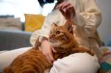 Gatos reciben clase de cocina y el video se vuelve viral en redes sociales