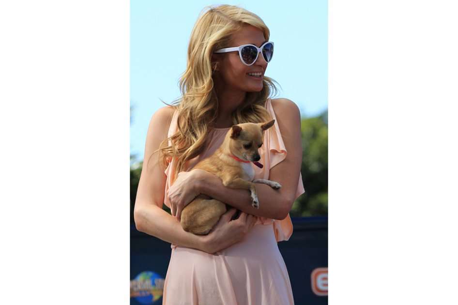 Paris Hilton junto a su chihuahua Tinkerbell. / Bang Showbiz
