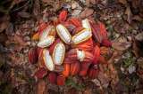 En la Amazonia quieren cultivar cacao, pero tienen que sortear varios retos