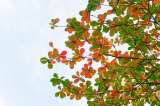 ¿Para qué sirven las hojas de almendro? Usos y beneficios