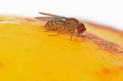 Este es el primer animal modificado genéticamente que se reproduce sin tener sexo