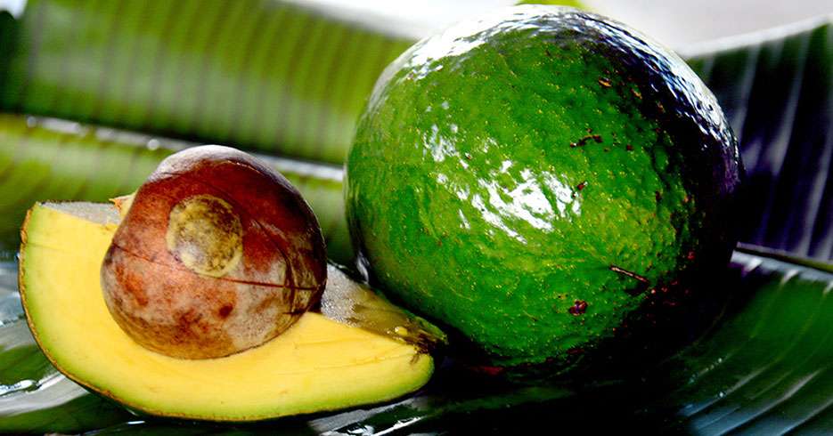 El aguacate, el alimento más perfecto del mundo