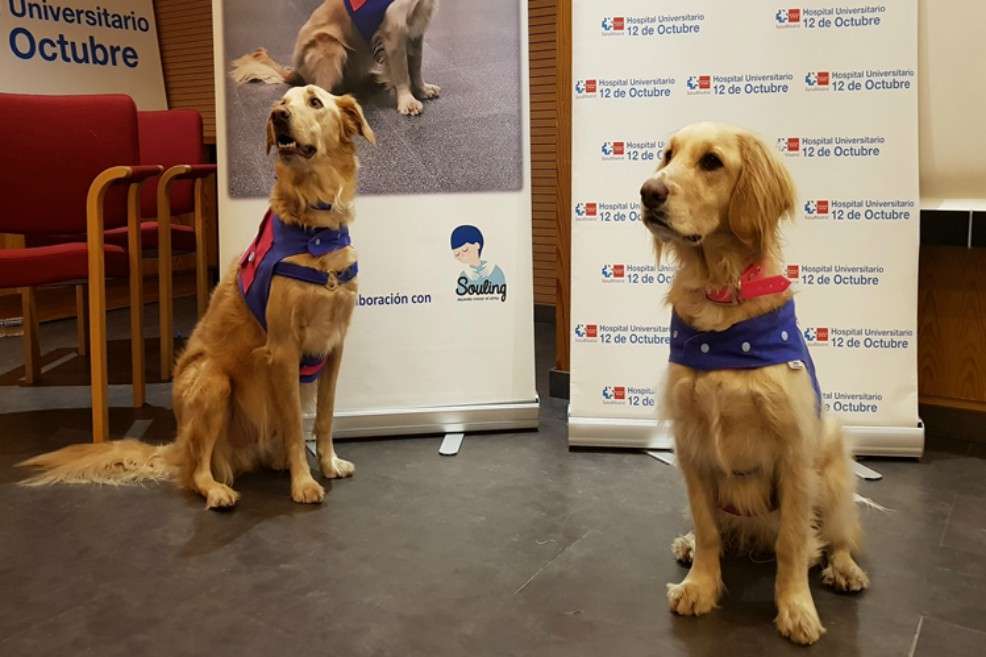 Fox y Rax, los perros que visitan el hospital una vez a la semana. / Hospital 12 de Octubre