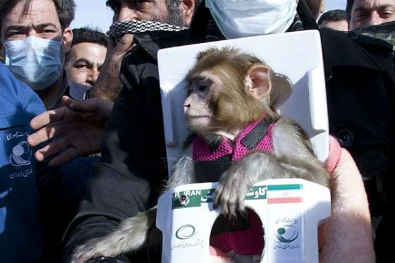 Mono enviado por Irán al espacio.