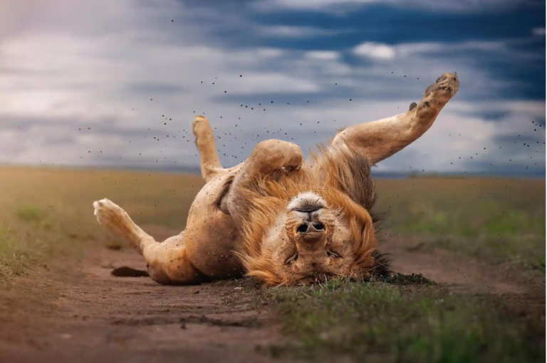 Mención especial-categoría "Retratos de animales"