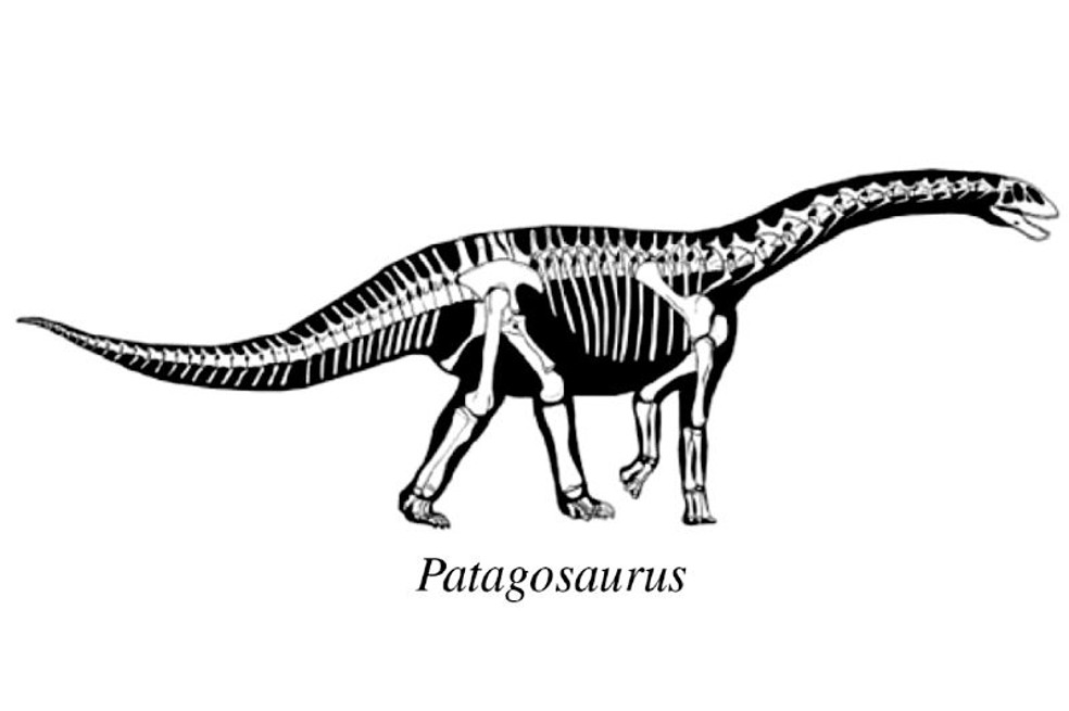 Reconstrucción esquelética de un “Patagosaurus”.
