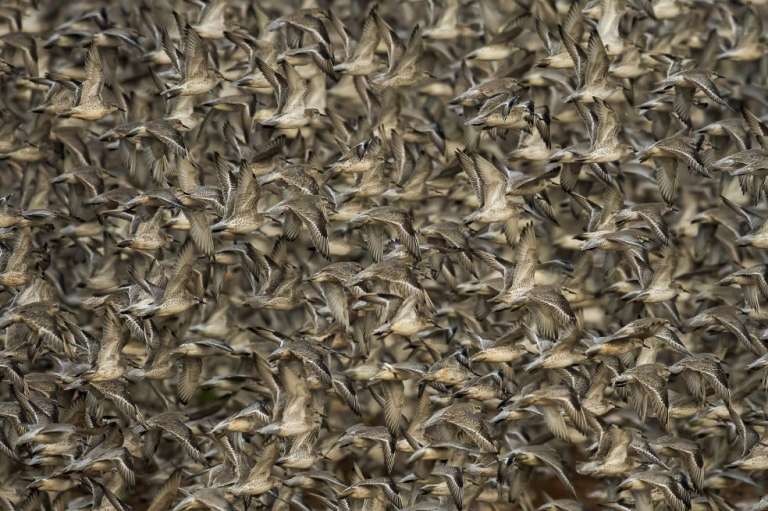 Categoría Comportamiento - Aves:
Clive Burns, de Reino Unido, ganó con una imagen de miles de ejemplares de playeros rojos y otras aves costeras.
"Se ven obligadas a abandonar los bancos de grava y las marismas restantes para emprender el vuelo debido a la marea alta que se aproxima", explica.
