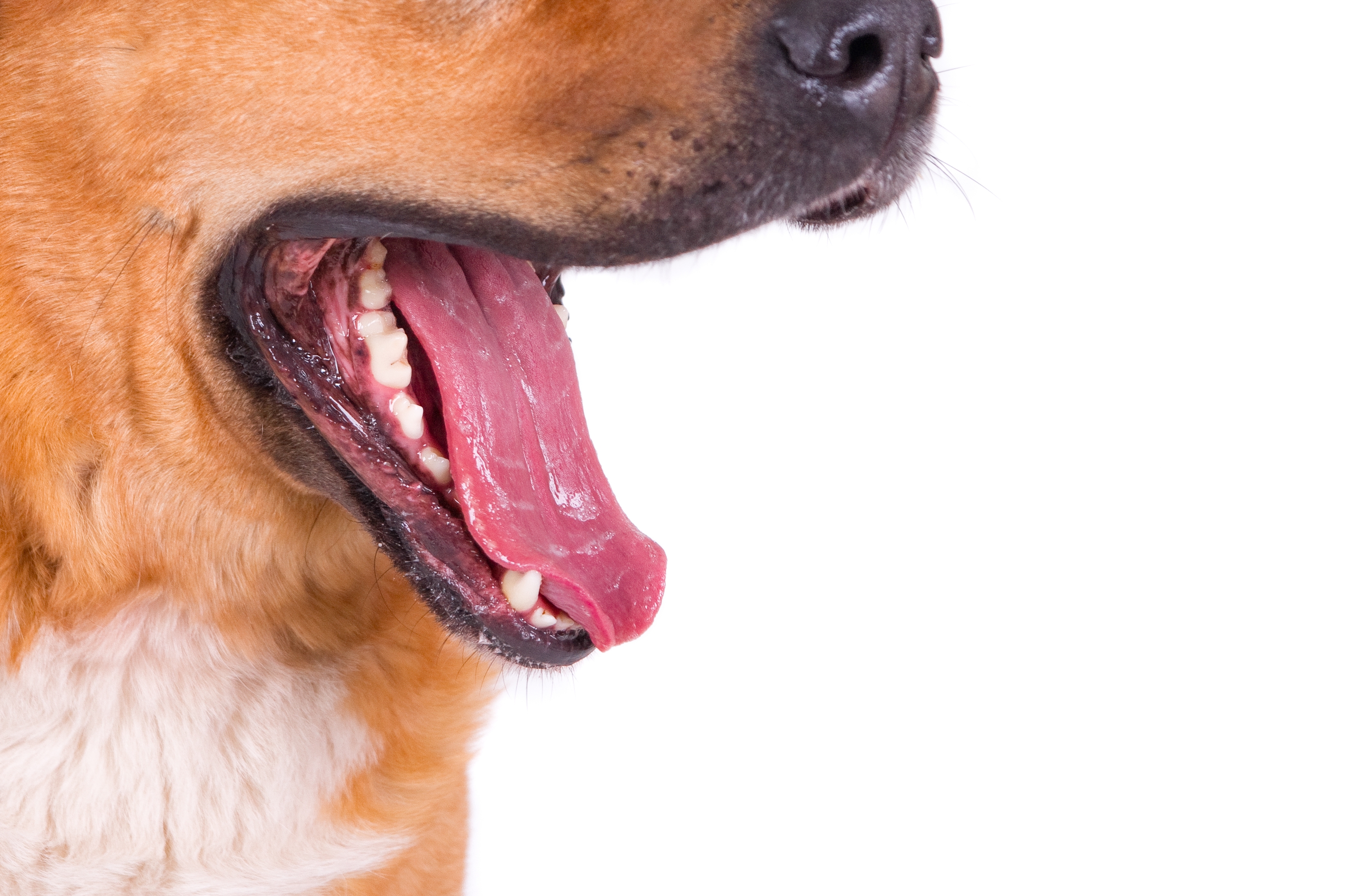 En caso de notar variaciones en la boca de su canino, llévelo al veterinario.