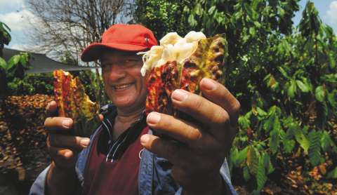 Cacao y caucho, las apuestas agrícolas con las que resiste el Sur de Córdoba